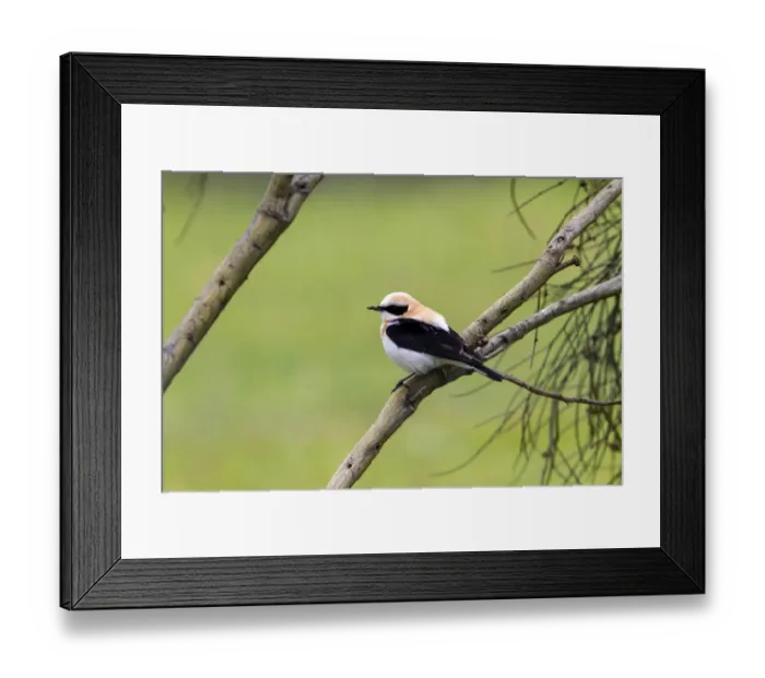 Framed Print : Black eared Wheatear, male western race (hispanica) Extremadura Spain