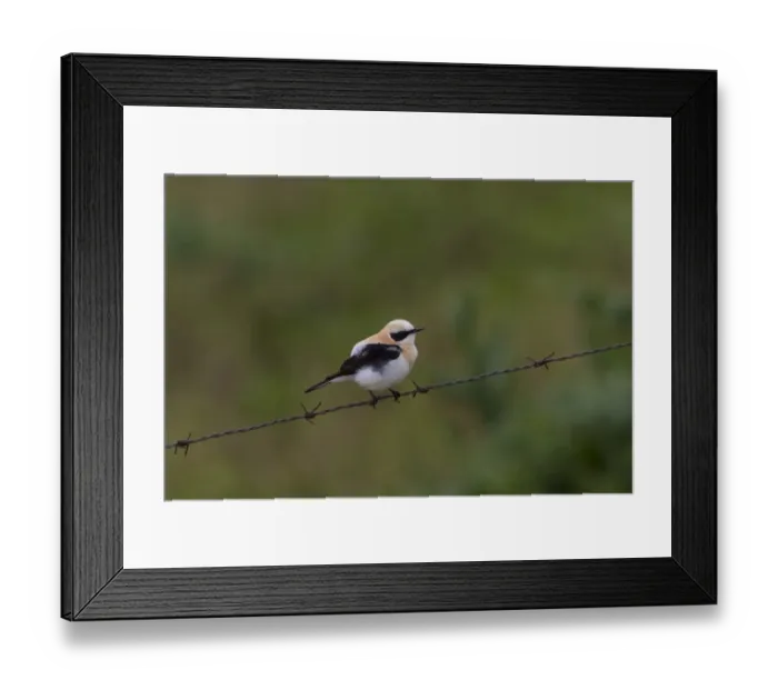 Framed Print : Black eared Wheatear, male western race (hispanica) Extremadura Spain Framed Print : Black eared Wheatear, male western race (hispanica) Extremadura Spain