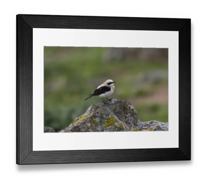 Framed Print : Black eared Wheatear, male western race (hispanica) Extremadura Spain Framed Print : Black eared Wheatear, male western race (hispanica) Extremadura Spain