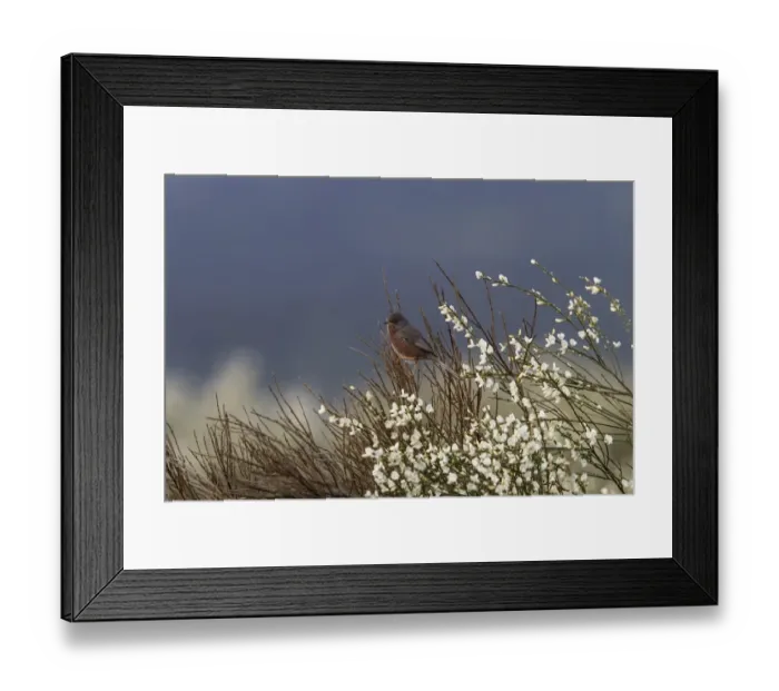 Framed Print : Dartford Warbler male