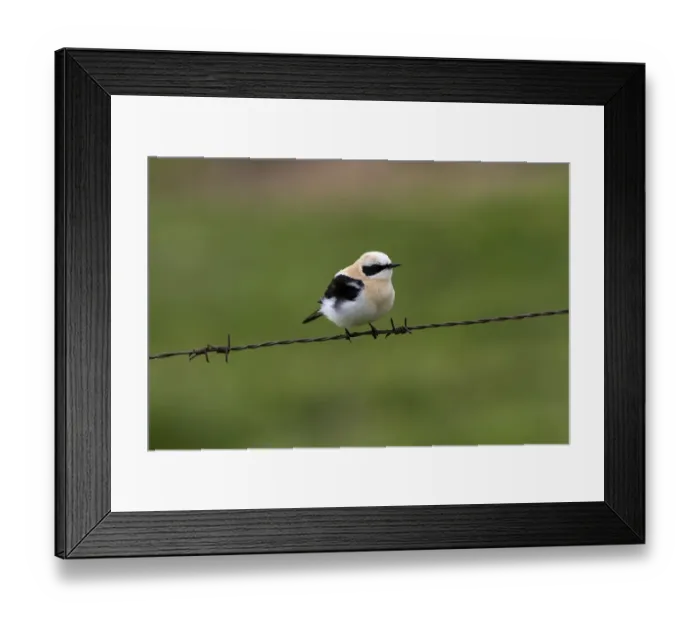 Framed Print : Black eared Wheatear, male western race (hispanica) Extremadura Spain