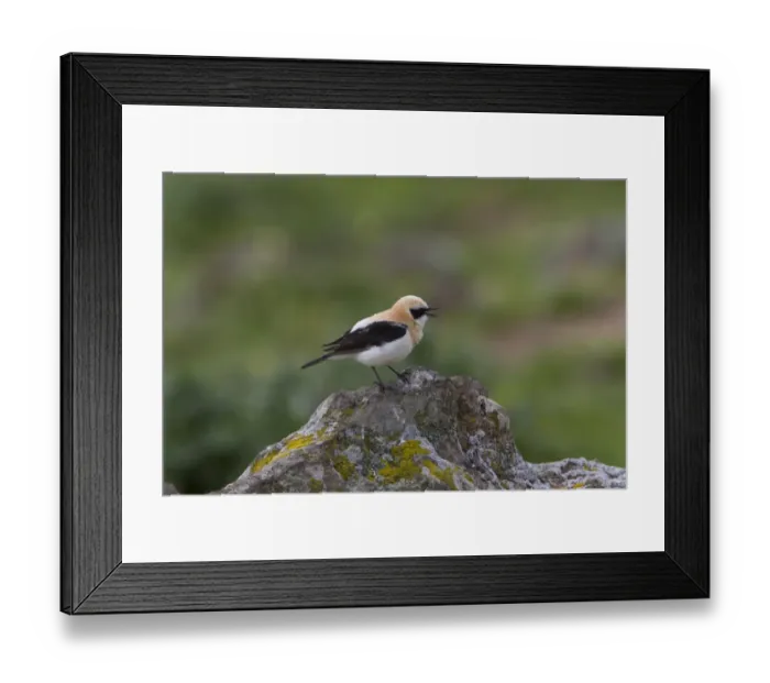 Framed Print : Black eared Wheatear singing, male western race (hispanica) Extremadura Spain Framed Print : Black eared Wheatear singing, male western race (hispanica) Extremadura Spain