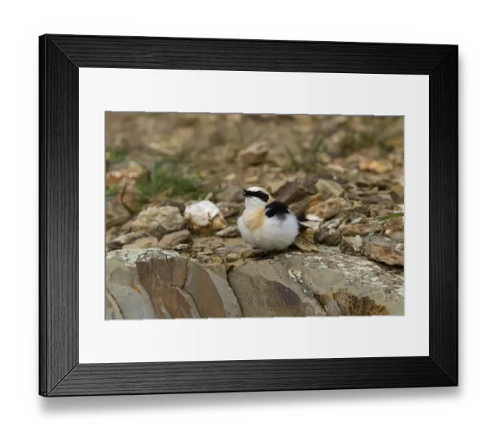 Framed Print : Black eared Wheatear singing, male western race (hispanica) Extremadura Spain Framed Print : Black eared Wheatear singing, male western race (hispanica) Extremadura Spain