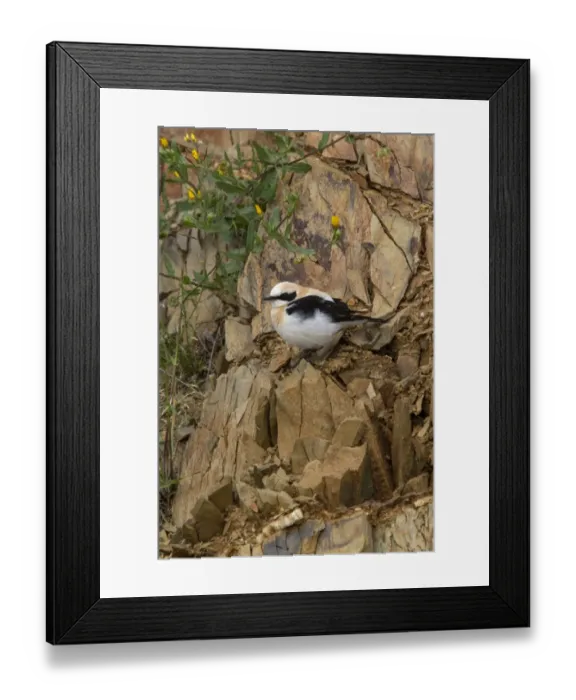Framed Print : Black eared Wheatear, male western race (hispanica) Extremadura Spain Framed Print : Black eared Wheatear, male western race (hispanica) Extremadura Spain