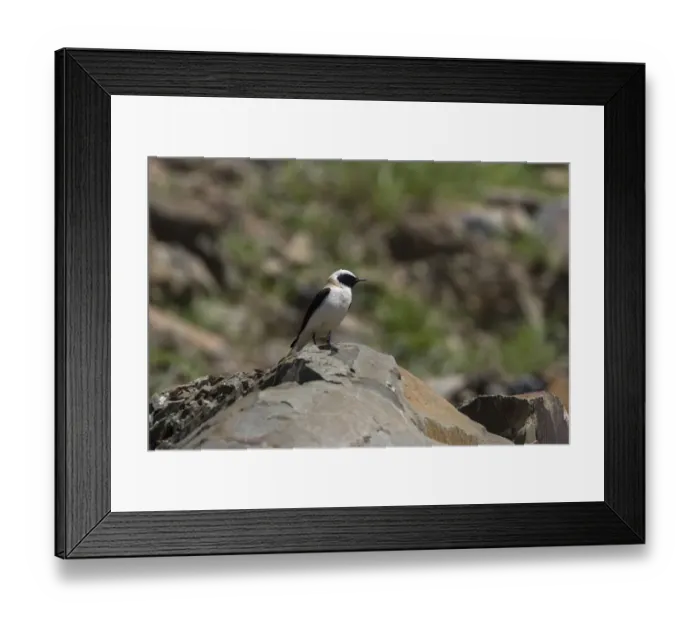 Framed Print : Black eared Wheatear, male dark throated form of the western race (hispanica) Extremadura Spain Framed Print : Black eared Wheatear, male dark throated form of the western race (hispanica) Extremadura Spain