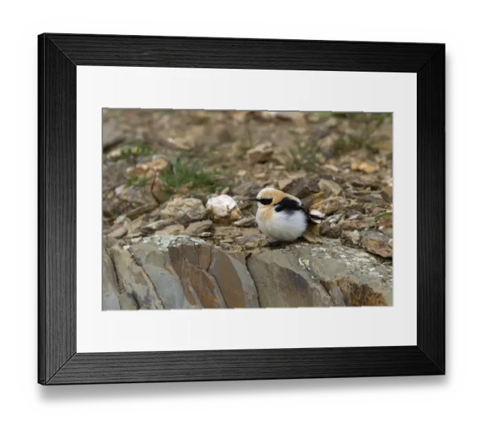 Framed Print : Black eared Wheatear, male western race (hispanica) Extremadura Spain Framed Print : Black eared Wheatear, male western race (hispanica) Extremadura Spain