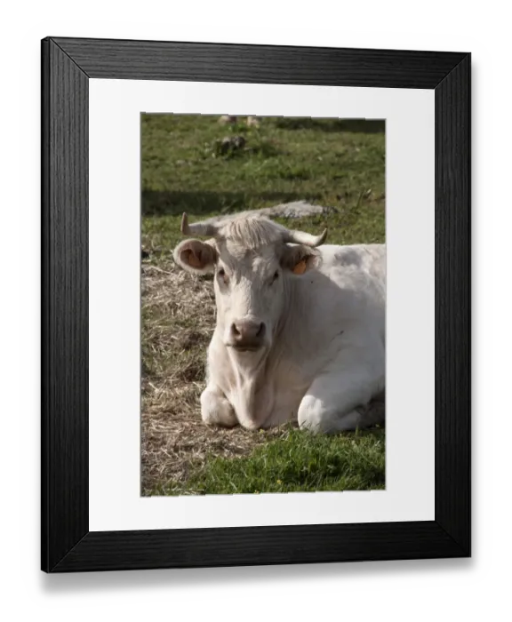 Framed Print : Charolais cow with horns and ear tags - Extremadura, Spain Framed Print : Charolais cow with horns and ear tags - Extremadura, Spain