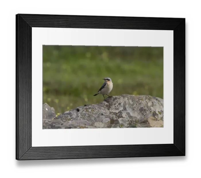 Framed Print : Northern Wheater male Framed Print : Northern Wheater male