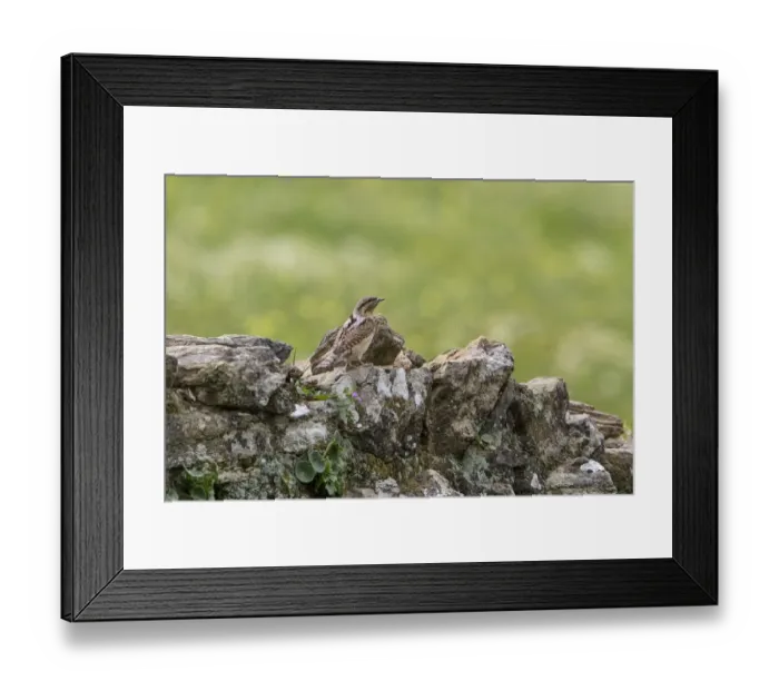 Framed Print : Eurasian Wryneck on lichen covered rock wall Framed Print : Eurasian Wryneck on lichen covered rock wall