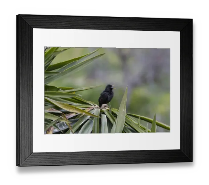 Framed Print : Spotless Starling calling - Extremadura Spain