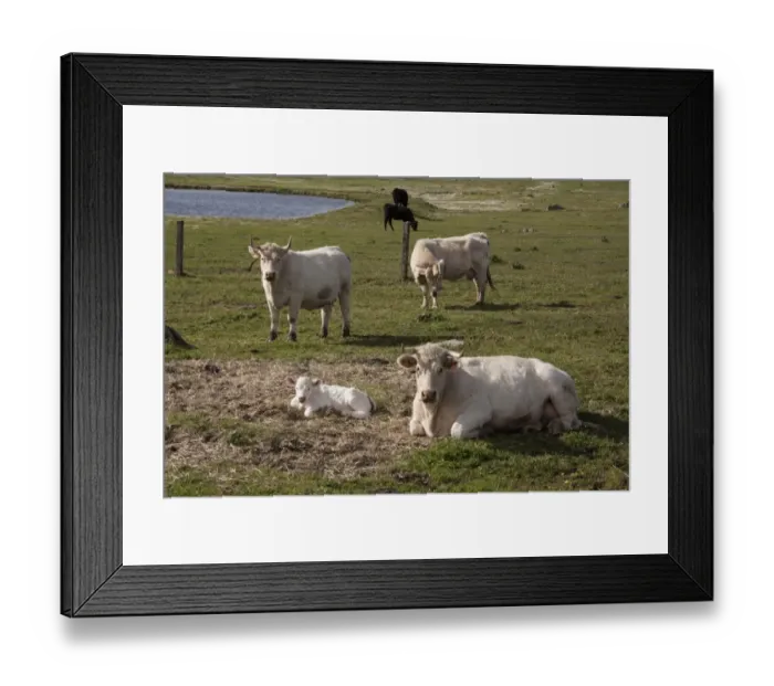 Framed Print : Charolais cows with newly born calf which does not yet have its ear tags- Extremadura, Spain Framed Print : Charolais cows with newly born calf which does not yet have its ear tags- Extremadura, Spain