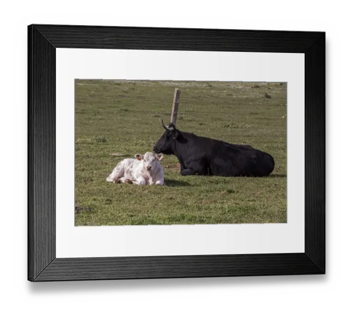 Framed Print : A young Charolais calf with a Andalusian black cow - Extremadura, Spain Framed Print : A young Charolais calf with a Andalusian black cow - Extremadura, Spain