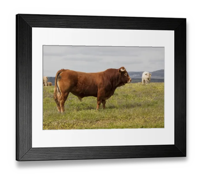Framed Print : Limousin bull with charolais cow behind - Extremadura, Spain Framed Print : Limousin bull with charolais cow behind - Extremadura, Spain