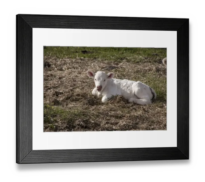Framed Print : Newly born Charolais calf which does not yet have its ear tags - Extremadura, Spain Framed Print : Newly born Charolais calf which does not yet have its ear tags - Extremadura, Spain