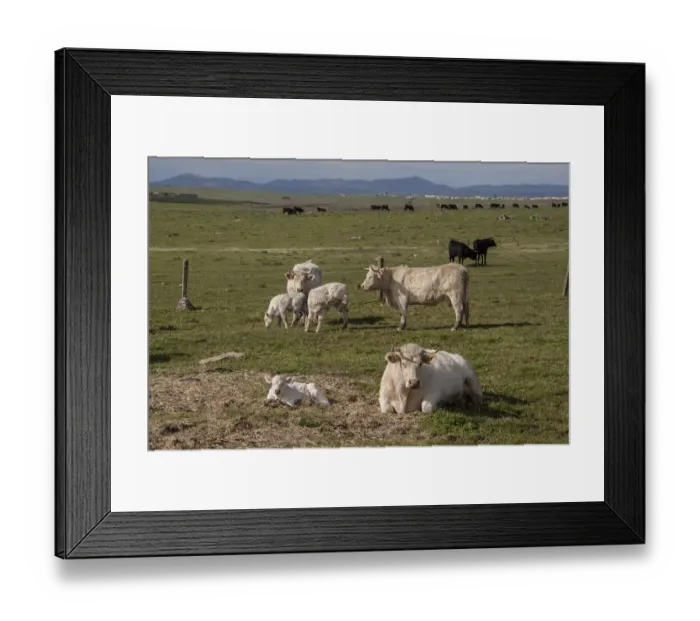 Framed Print : Charolais cows with newly born calf which does not yet have its ear tags- Extremadura, Spain