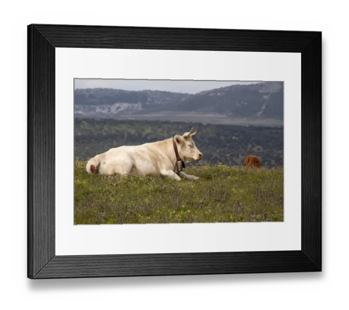 Framed Print : Charolais cow with bell collar - Extremadura, Spain Framed Print : Charolais cow with bell collar - Extremadura, Spain