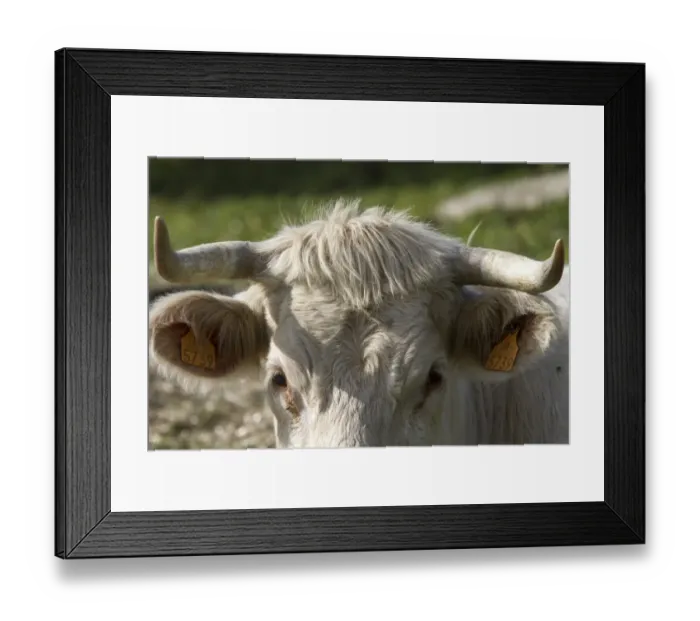 Framed Print : Charolais cow with horns and ear tags - Extremadura, Spain Framed Print : Charolais cow with horns and ear tags - Extremadura, Spain