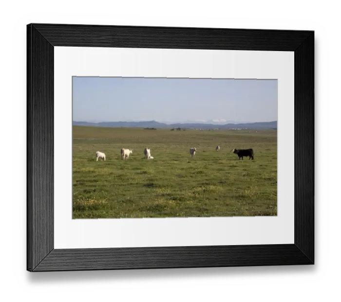 Framed Print : Charolais cows and one Andalusian black cow - Extremadura, Spain Framed Print : Charolais cows and one Andalusian black cow - Extremadura, Spain