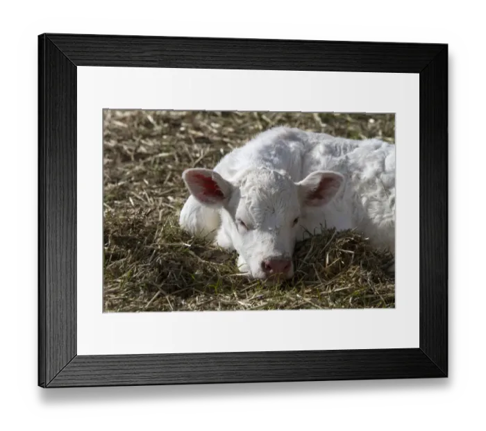 Framed Print : charolais, cow, cattle, Extremadura, Spain, Spanish, breed, farm, farming, domestic, ear, tag, calf, horn, horned, tags Framed Print : charolais, cow, cattle, Extremadura, Spain, Spanish, breed, farm, farming, domestic, ear, tag, calf, horn, horned, tags