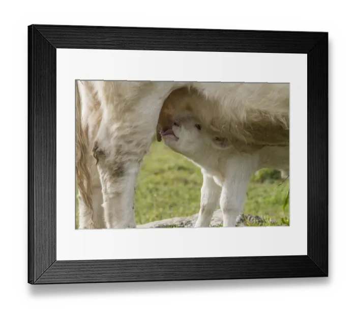 Framed Print : Newly born Charolais calf suckling from mothers udder - Extremadura, Spain Framed Print : Newly born Charolais calf suckling from mothers udder - Extremadura, Spain