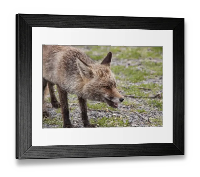 Framed Print : Vixen Red (Iberian) Fox in Monfrague National Park, Extremadura Spain Framed Print : Vixen Red (Iberian) Fox in Monfrague National Park, Extremadura Spain