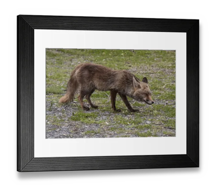 Framed Print : Vixen Red (Iberian) Fox in Monfrague National Park, Extremadura Spain Framed Print : Vixen Red (Iberian) Fox in Monfrague National Park, Extremadura Spain