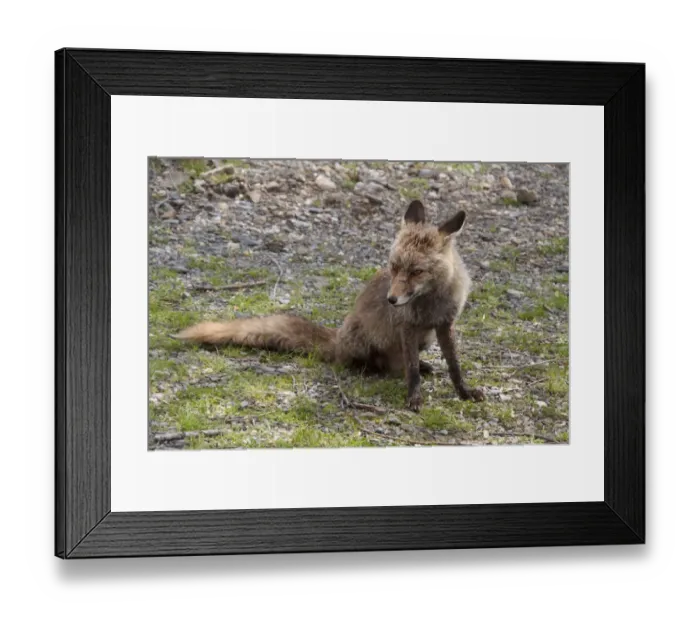Framed Print : Vixen Red (Iberian) Fox in Monfrague National Park, Extremadura Spain