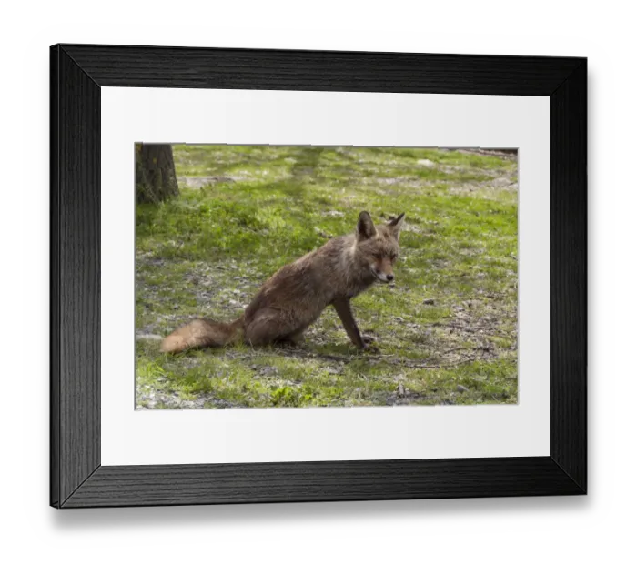 Framed Print : Vixen Red (Iberian) Fox in Monfrague National Park, Extremadura Spain Framed Print : Vixen Red (Iberian) Fox in Monfrague National Park, Extremadura Spain