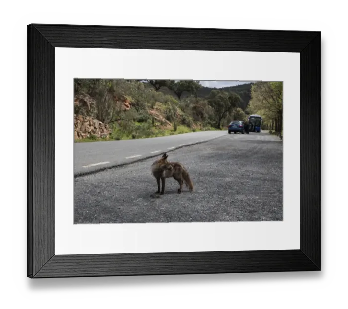 Framed Print : Red (Iberian) Fox, vixen, by park road in Monfrague National Park, Extremadura Spain Framed Print : Red (Iberian) Fox, vixen, by park road in Monfrague National Park, Extremadura Spain