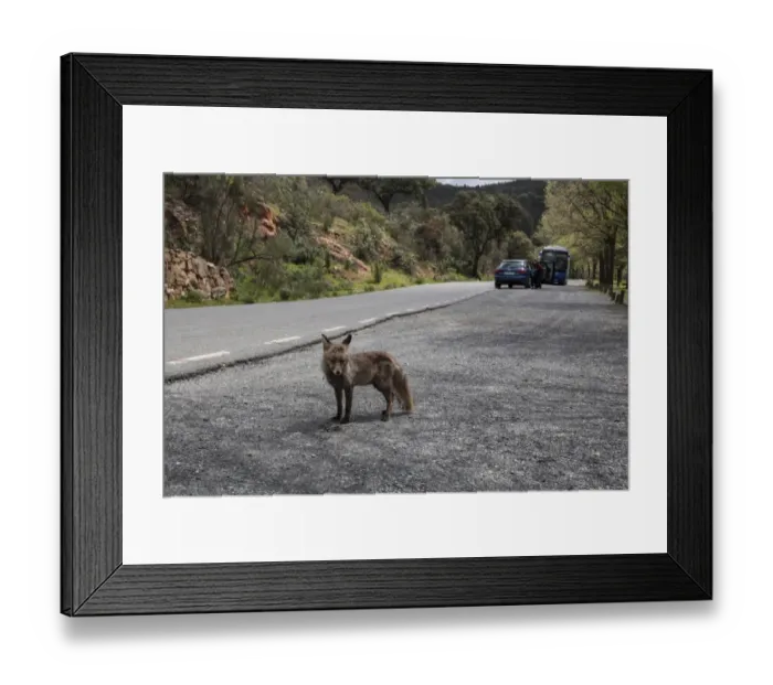 Framed Print : Red (Iberian) Fox, vixen, by park road in Monfrague National Park, Extremadura Spain