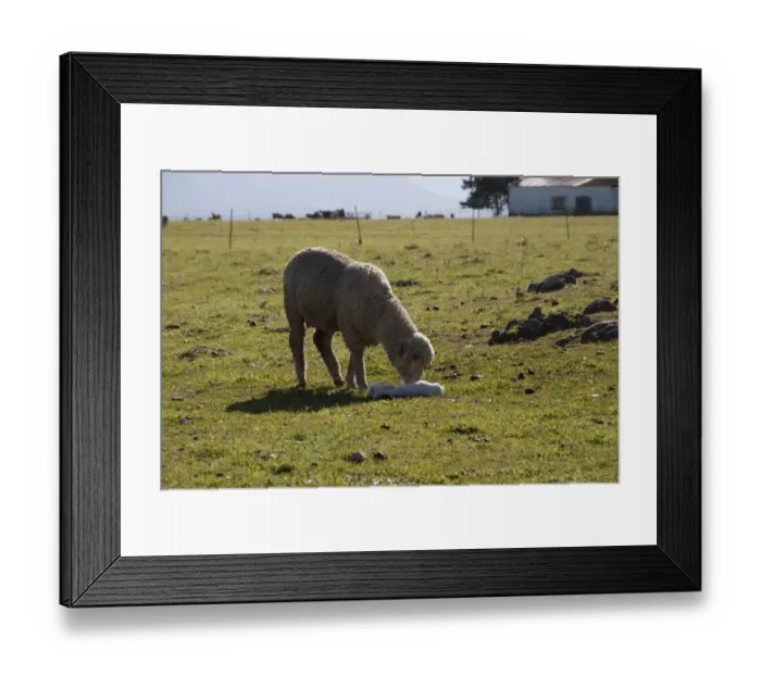 Framed Print : Merino ewe with newly born lamb, note the ear tag Framed Print : Merino ewe with newly born lamb, note the ear tag