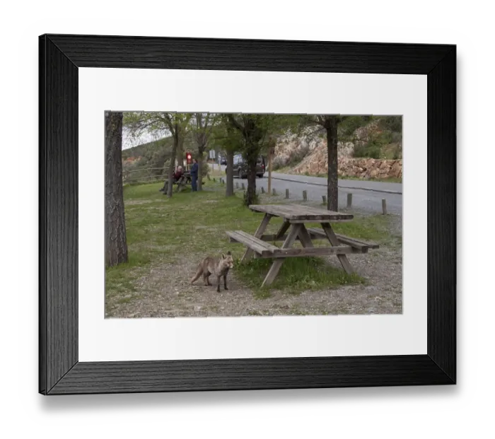 Framed Print : Red (Iberian) Fox, vixen, in picnic area Monfrague National Park, Extremadura Spain Framed Print : Red (Iberian) Fox, vixen, in picnic area Monfrague National Park, Extremadura Spain