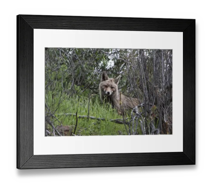 Framed Print : Vixen Red (Iberian) Fox in Monfrague National Park, Extremadura Spain Framed Print : Vixen Red (Iberian) Fox in Monfrague National Park, Extremadura Spain