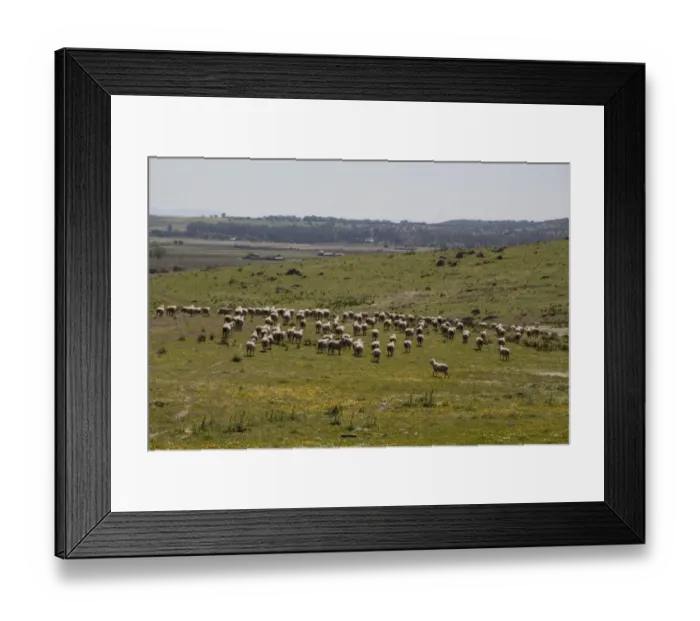 Framed Print : Flock of Merino Sheep - Extremadura Spain Framed Print : Flock of Merino Sheep - Extremadura Spain