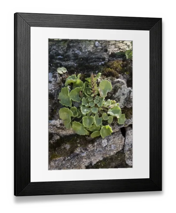 Framed Print : Navelwort, Penny-pies, or Wall Pennywort - Umbilicus rupestris, is a fleshy, perennial Framed Print : Navelwort, Penny-pies, or Wall Pennywort - Umbilicus rupestris, is a fleshy, perennial