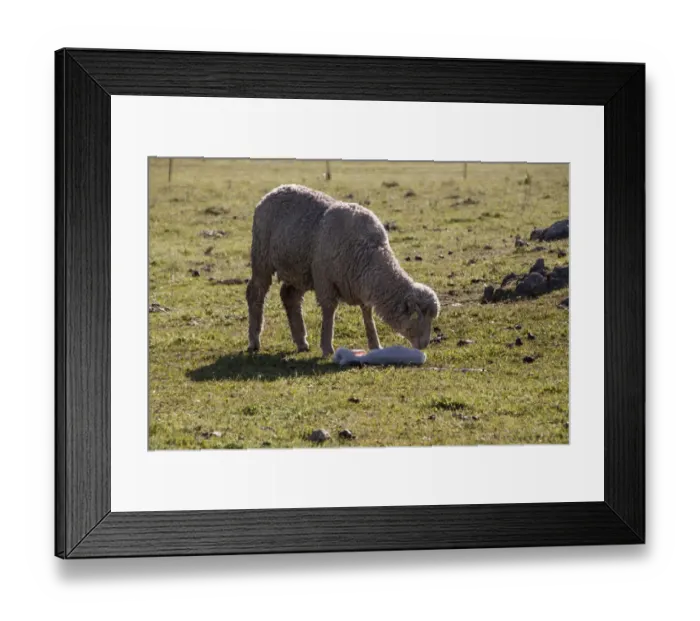Framed Print : Merino ewe with newly born lamb, note the ear tag Framed Print : Merino ewe with newly born lamb, note the ear tag