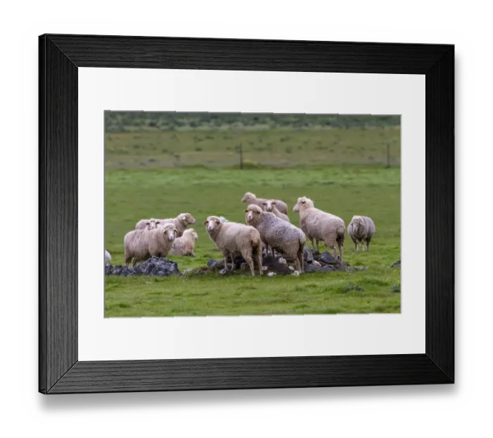 Framed Print : Flock of Merino Sheep - Extremadura Spain Framed Print : Flock of Merino Sheep - Extremadura Spain