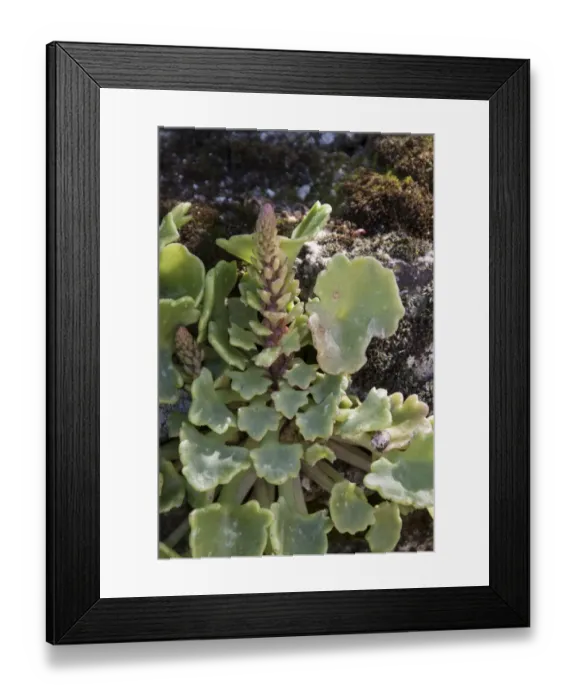 Framed Print : Navelwort, Penny-pies, or Wall Pennywort - Umbilicus rupestris, is a fleshy, perennial