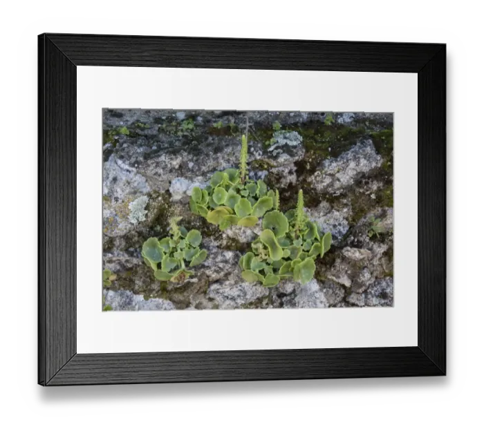 Framed Print : Navelwort, Penny-pies, or Wall Pennywort - Umbilicus rupestris, is a fleshy, perennial Framed Print : Navelwort, Penny-pies, or Wall Pennywort - Umbilicus rupestris, is a fleshy, perennial