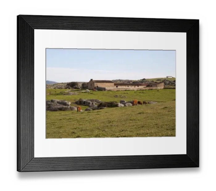 Framed Print : Cattle graze the fields around a small farm on the Belen Plateau, Extremadura, Spain