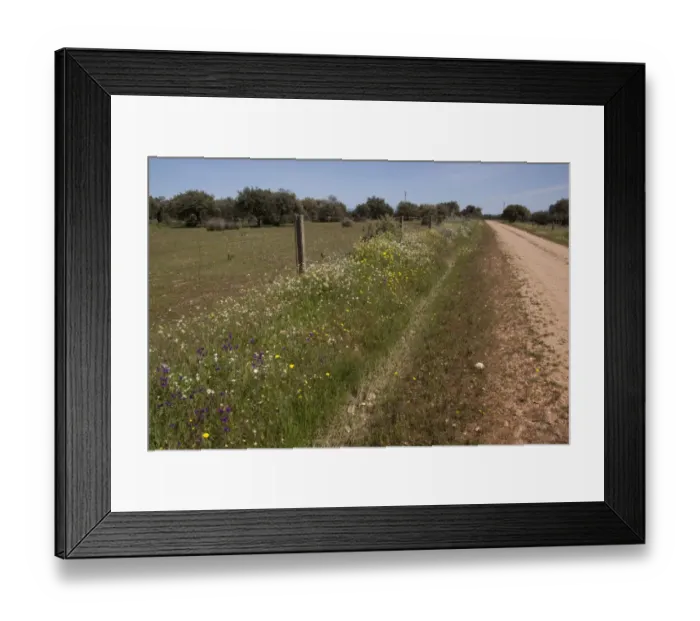 Framed Print : The abundance of wild flowers growing on a road side verge in Extremadura, Spain Framed Print : The abundance of wild flowers growing on a road side verge in Extremadura, Spain