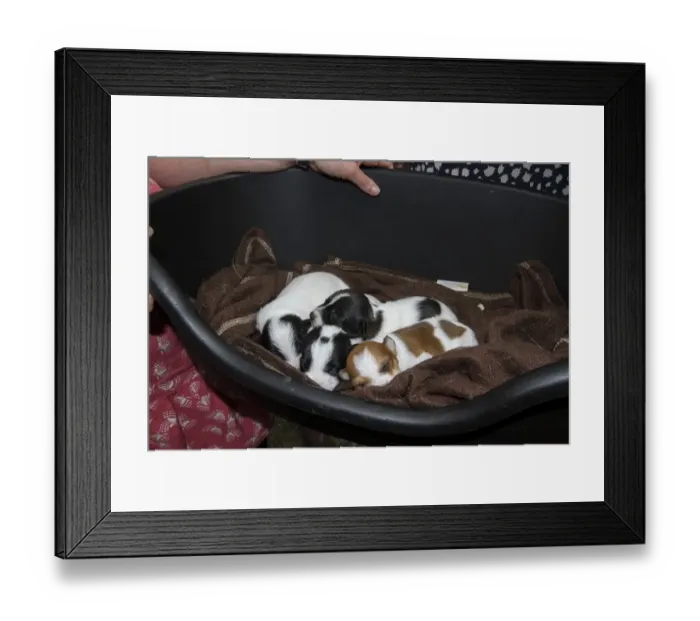 Framed Print : two week old Jack Russell puppies Framed Print : two week old Jack Russell puppies