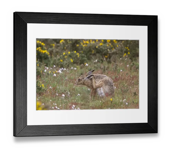 Framed Print : Brown Hare scratching