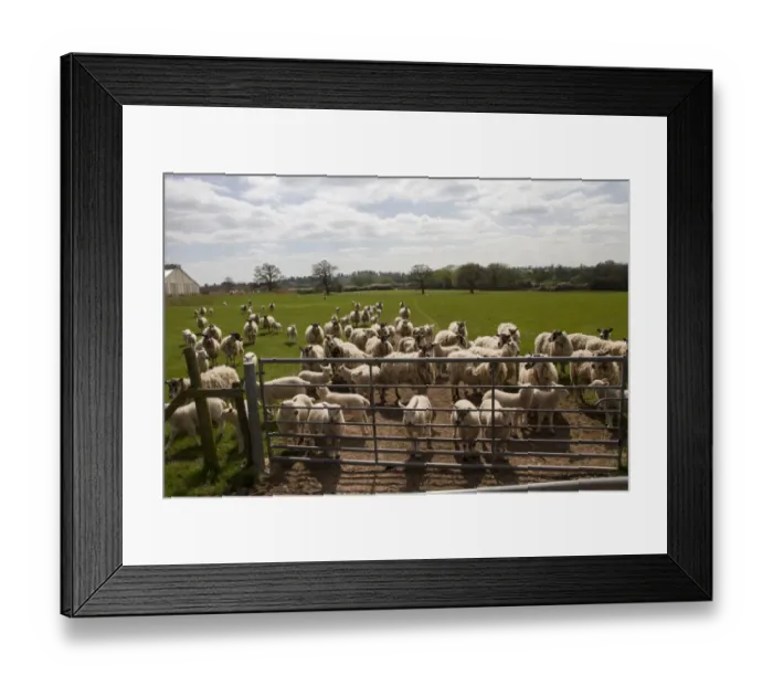 Framed Print : flock of sheep wait at field gate Framed Print : flock of sheep wait at field gate