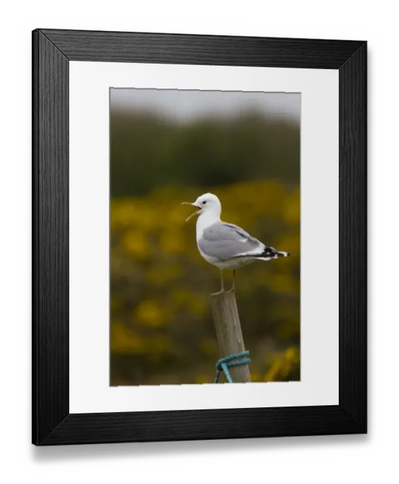 Framed Print : Common Gull Calling with gorse bush behind, on Havergate Island Suffolk Framed Print : Common Gull Calling with gorse bush behind, on Havergate Island Suffolk