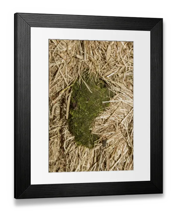 Framed Print : unusual nests, The male wren will build several nest for the female to choose Framed Print : unusual nests, The male wren will build several nest for the female to choose