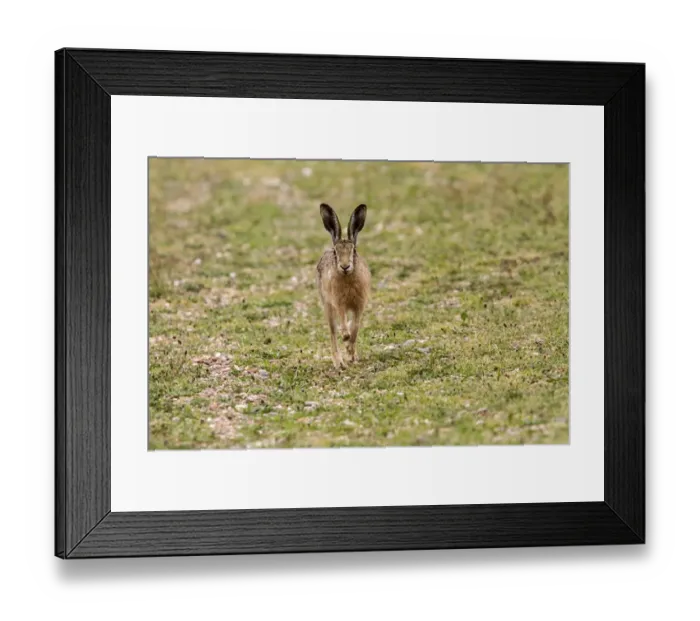 Framed Print : Brown Hare running Framed Print : Brown Hare running
