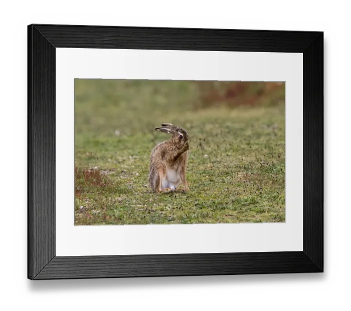 Framed Print : Brown Hare Grooming Framed Print : Brown Hare Grooming