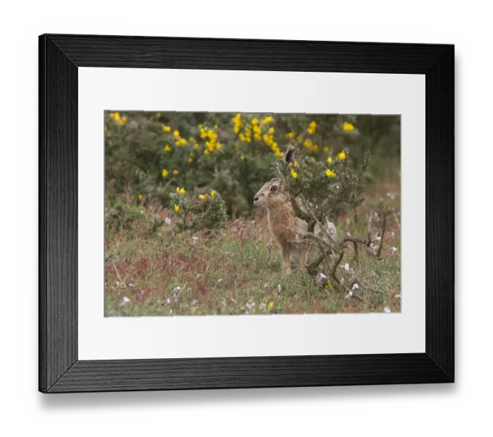 Framed Print : Brown Hare watching from Gorse bush. Havergate Island Suffolk Framed Print : Brown Hare watching from Gorse bush. Havergate Island Suffolk