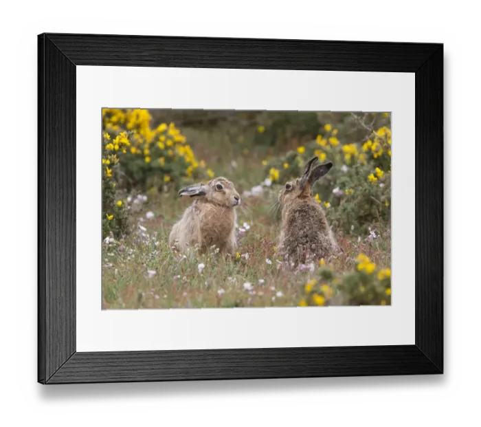Framed Print : Brown Hares watching from Gorse bush. Havergate Island Suffolk Framed Print : Brown Hares watching from Gorse bush. Havergate Island Suffolk